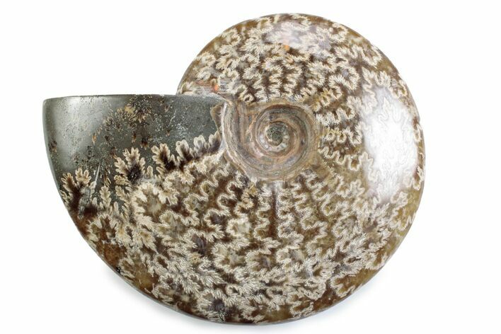 Polished Ammonite (Cleoniceras) Fossil - Madagascar #365027